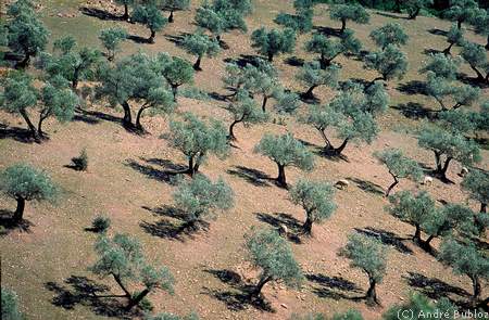 Andalousie-oliviers