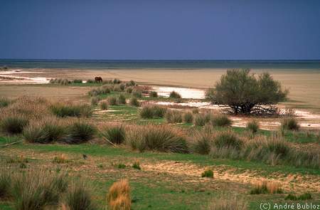 Andalousie-Parc Donana