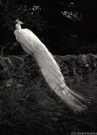 C�te ouest-paon blanc