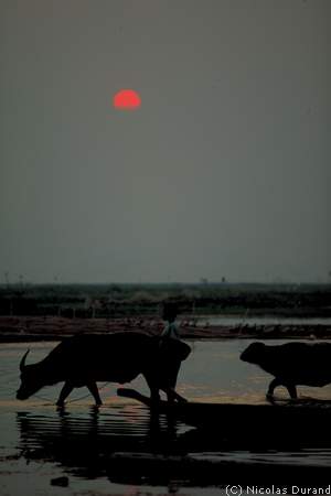 Water bufallos at sunset