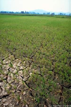 Crackling rice fields