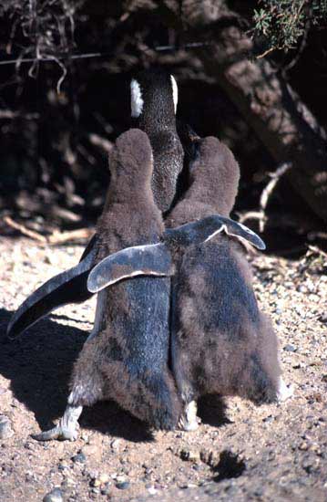 Feeding penguins