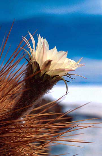 Cactus Flower