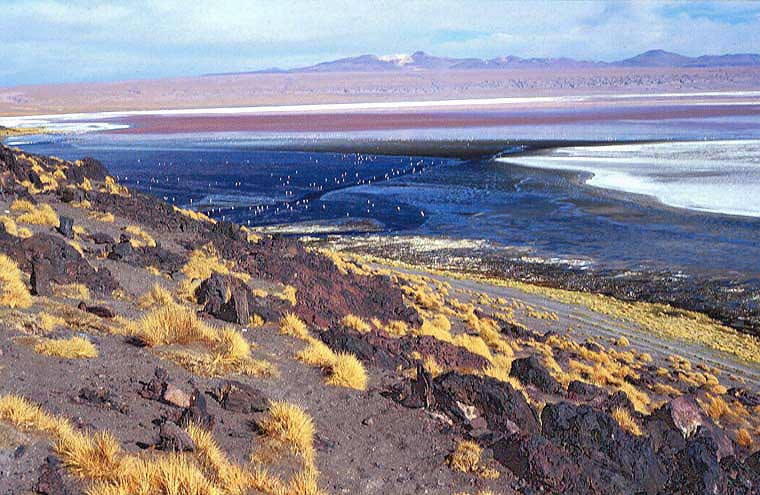 Laguna Colorada
