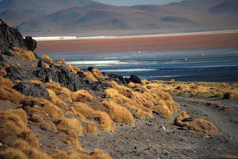 Laguna Colorada