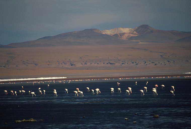 Laguna Colorada