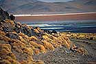 Laguna Colorada