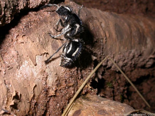 Zebra ant