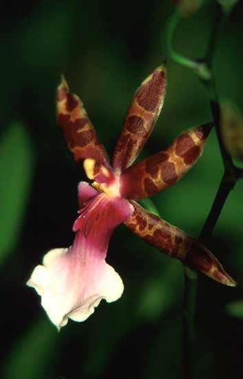 Orchid