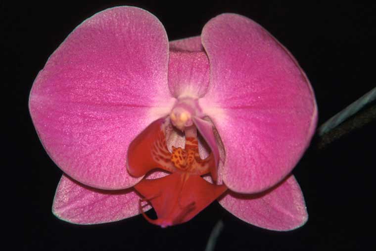 Orchid