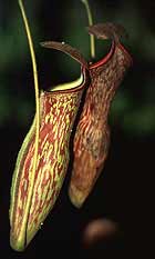 Meat eating plants