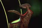 Meat eating plants