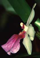 Orchid