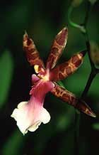 Orchid