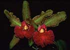 Orchids