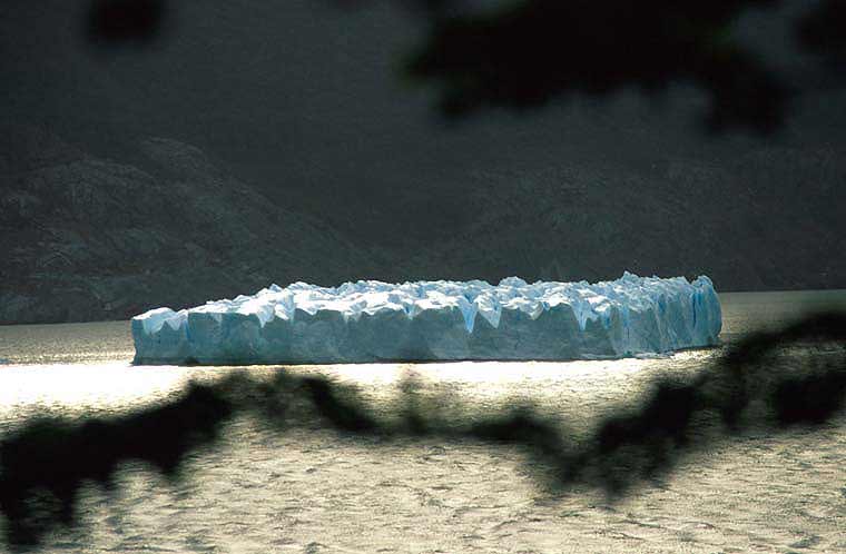 Swimming Iceberg