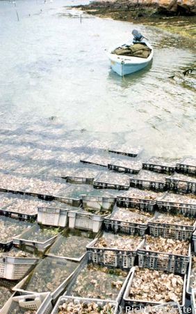 Hu�tres � St-Cado