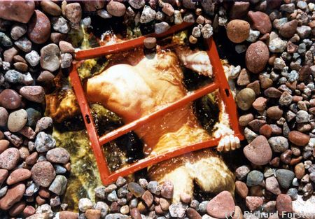 Immersion au masculin 1