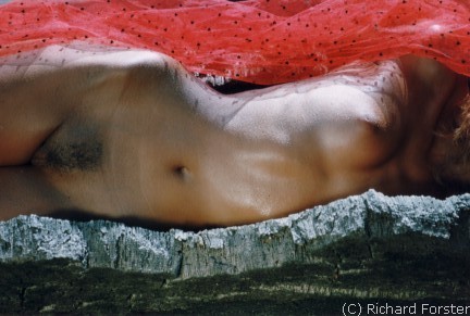 L'�corce du ch�ne-li�ge