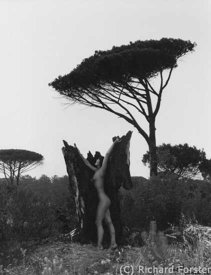 Nouvelle vie pour un pin calcin�