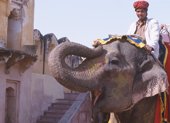 Amber Fort (Jaipur)